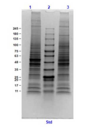 SDS PAGE Results of Mouse Brain Whole Cell Lysate.<br />Lane 1: Mouse Brain Whole Cell Lysate Reduced [10 μg].<br />Lane 2: Opal Prestained Molecular Weight Marker.<br />Lane 3: Mouse Brain Whole Cell Lysate Non-Reduced [10 μg].<br />4-20% Gel, Coomassie Stained.